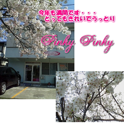 桜・・・1